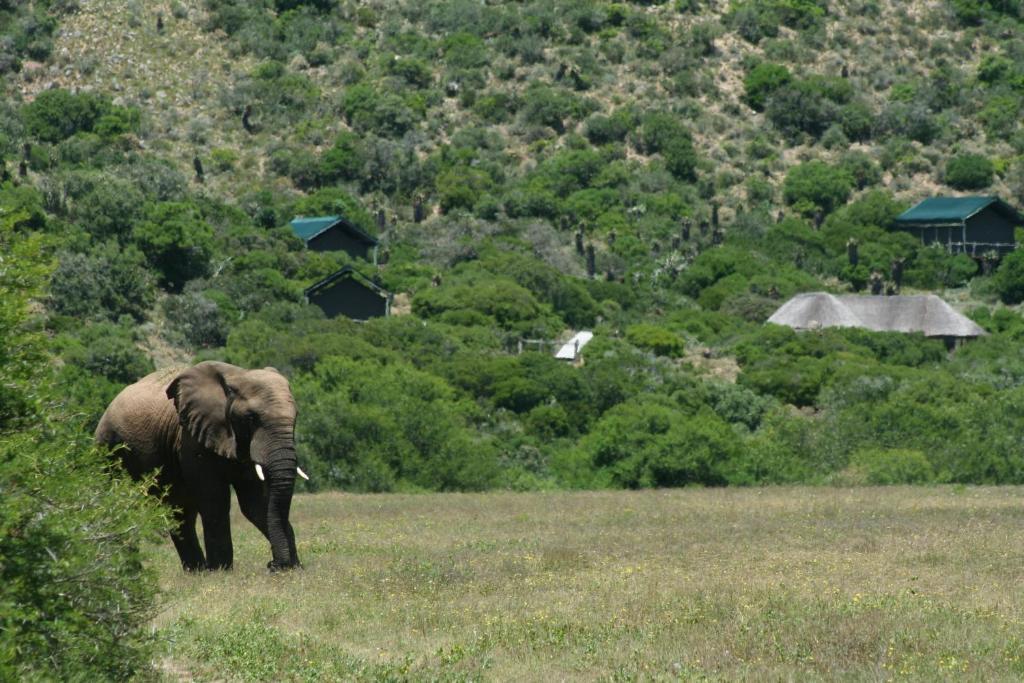 Hillsnek Safari Camp - Amakhala Game Reserve Villa Exteriör bild