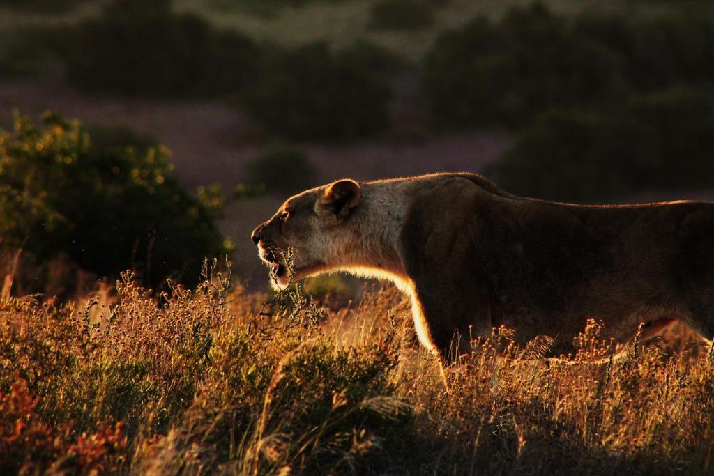 Hillsnek Safari Camp - Amakhala viltreservat Exteriör bild