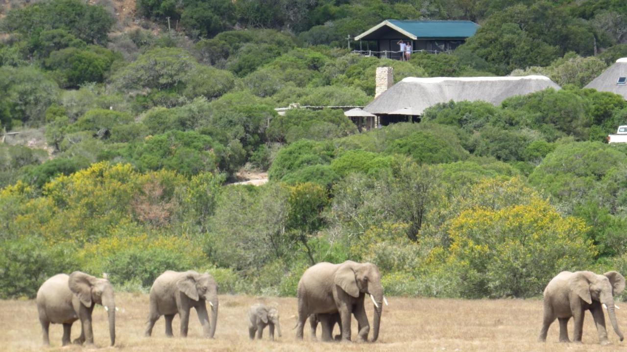 Hillsnek Safari Camp - Amakhala Game Reserve Villa Exteriör bild