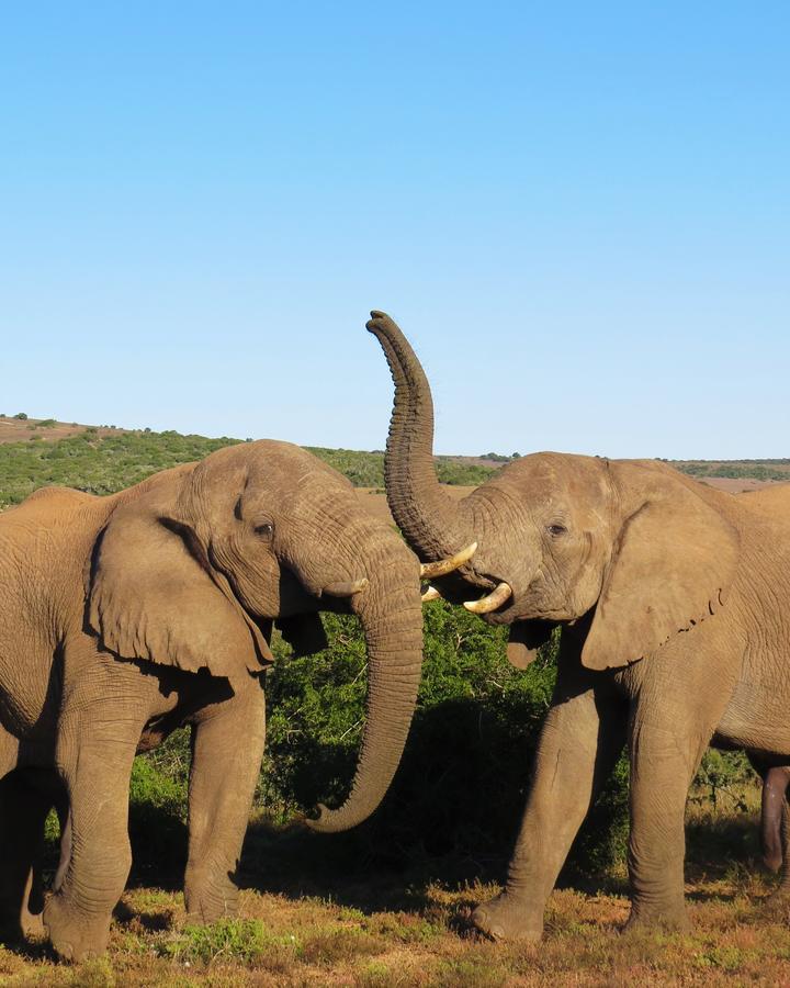 Hillsnek Safari Camp - Amakhala viltreservat Exteriör bild