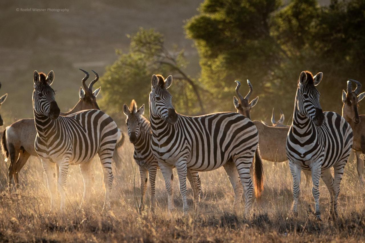 Hillsnek Safari Camp - Amakhala viltreservat Exteriör bild