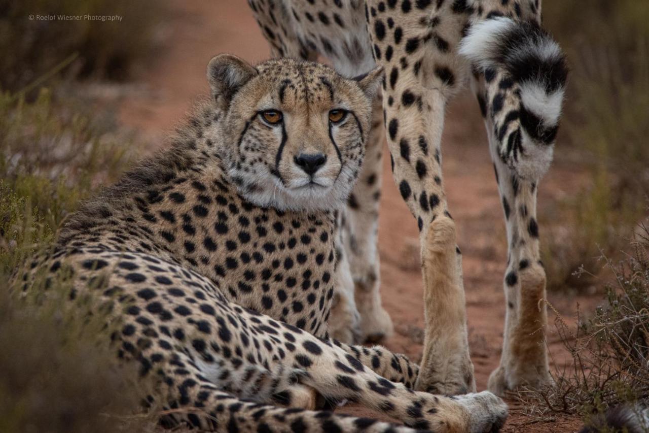 Hillsnek Safari Camp - Amakhala viltreservat Exteriör bild