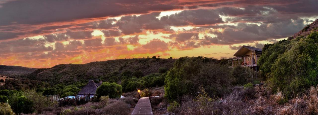 Hillsnek Safari Camp - Amakhala viltreservat Exteriör bild