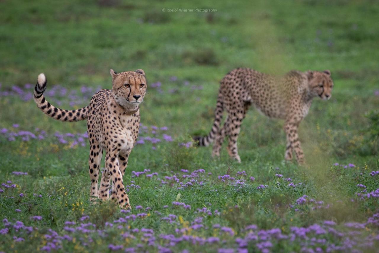 Hillsnek Safari Camp - Amakhala viltreservat Exteriör bild