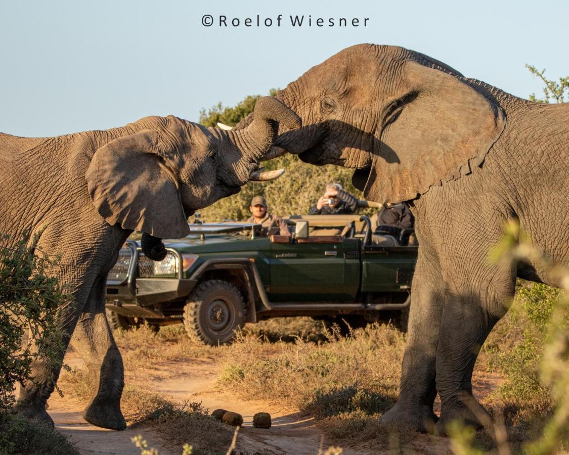 Hillsnek Safari Camp - Amakhala viltreservat Exteriör bild