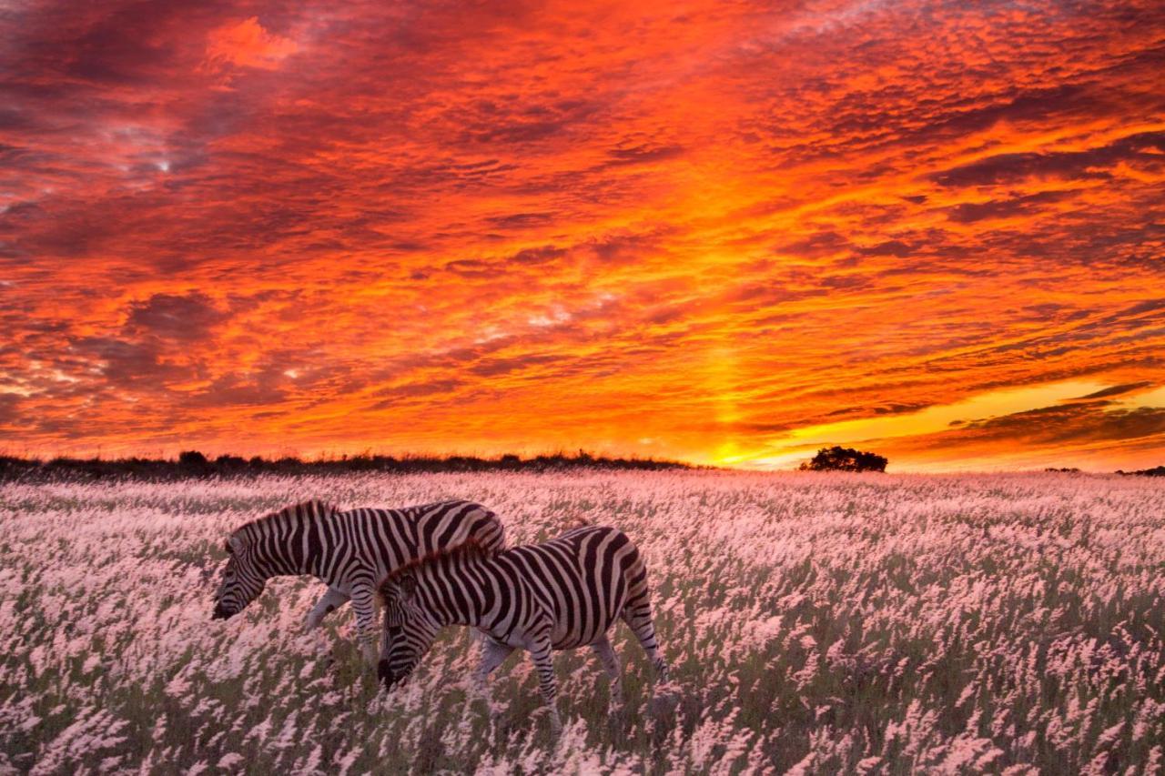Hillsnek Safari Camp - Amakhala viltreservat Exteriör bild